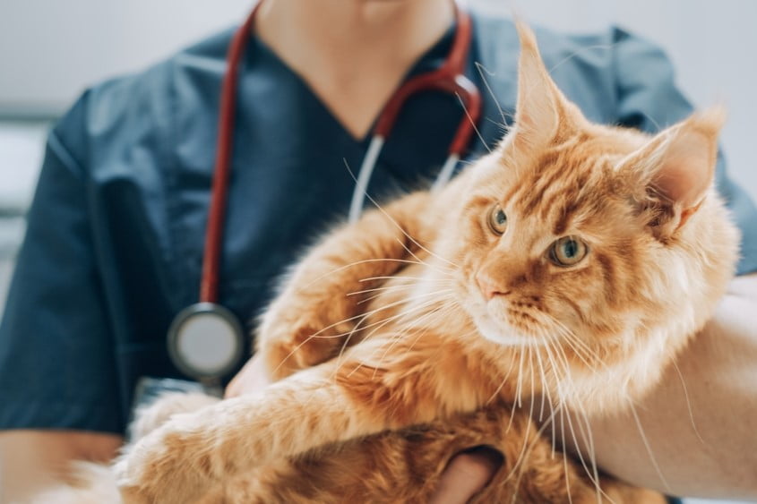 Quality Care Service from our Veterinarian in Spokane, WA