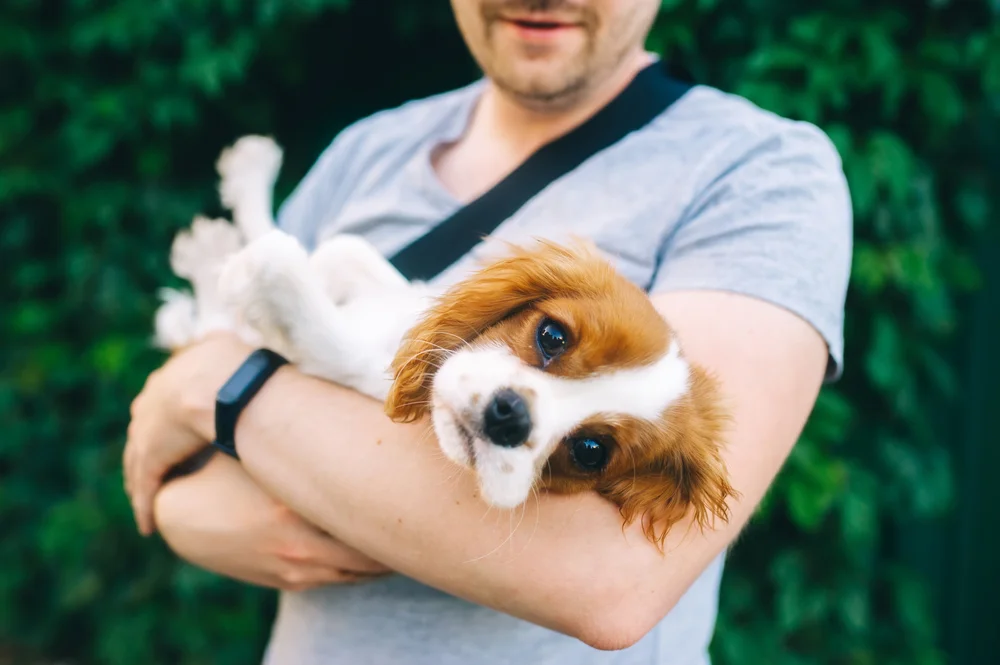 A little dog held like a baby