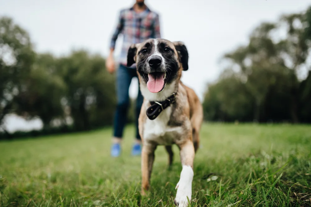 A happy dog on a walk in a grassy field