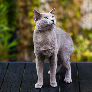A gray cat stands on a deck looking around