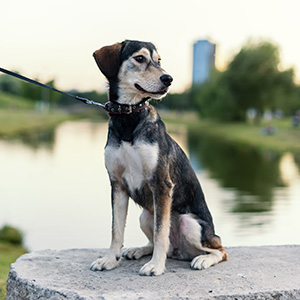 A dog sits by a lake while the sun sets