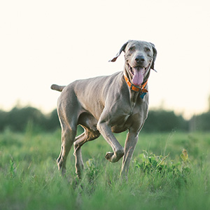 A happy gray dog trots through a field
