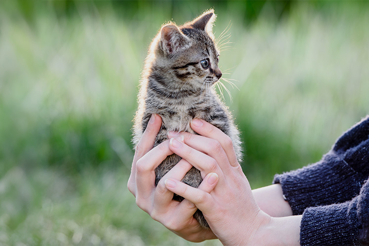 A kitten being held outside