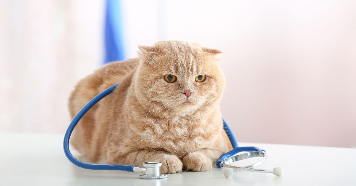 Orange cat with stethoscope Orange cat with stethoscope