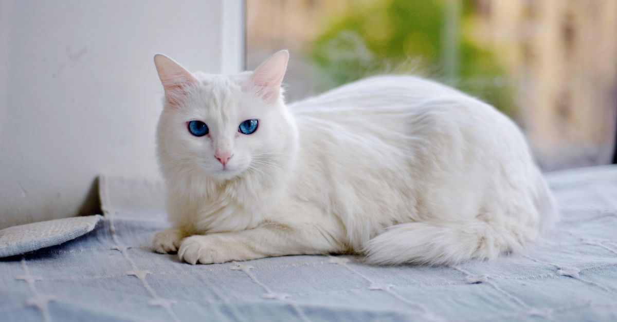 White cat resting indoors