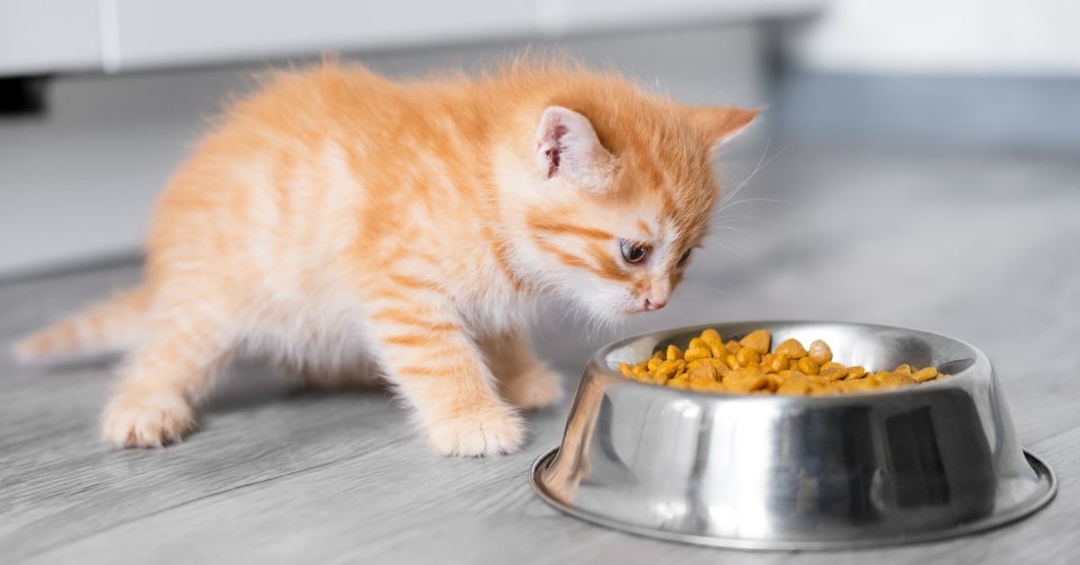 little kitten eats food from a bowl