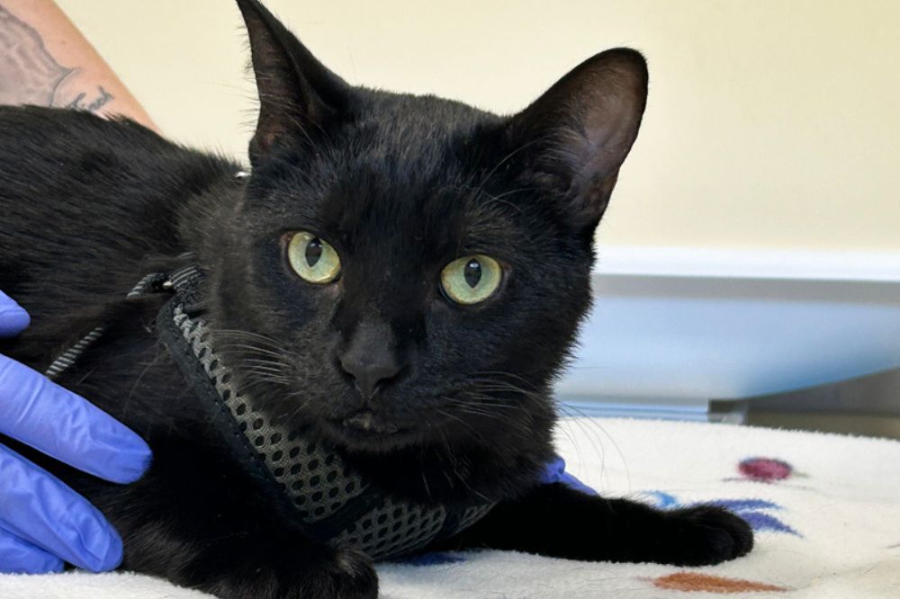 A vet examines a cat urinary tract issue