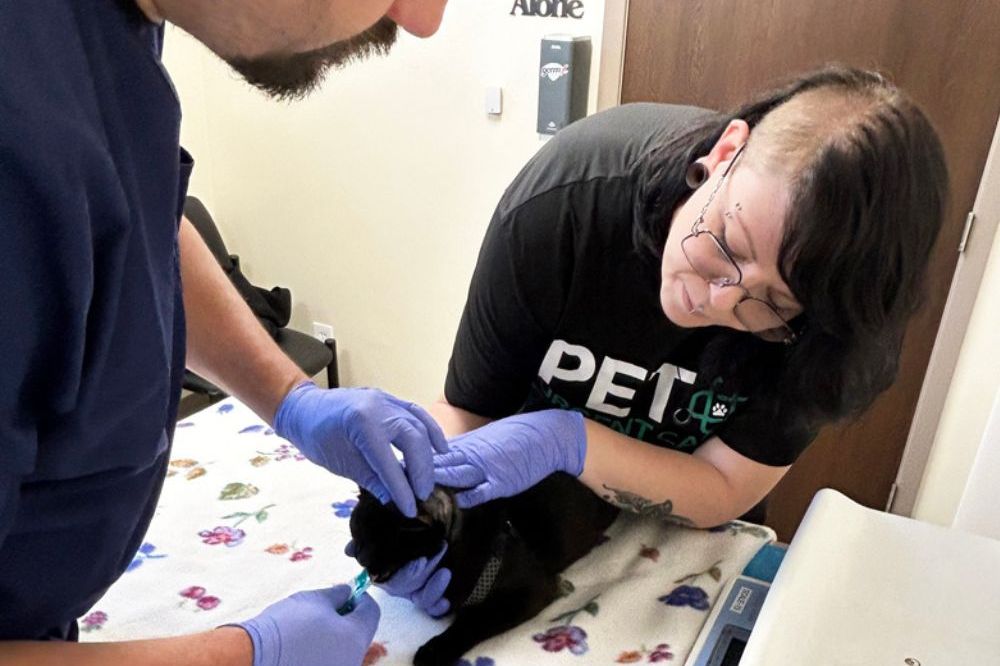 A vet examines a cat