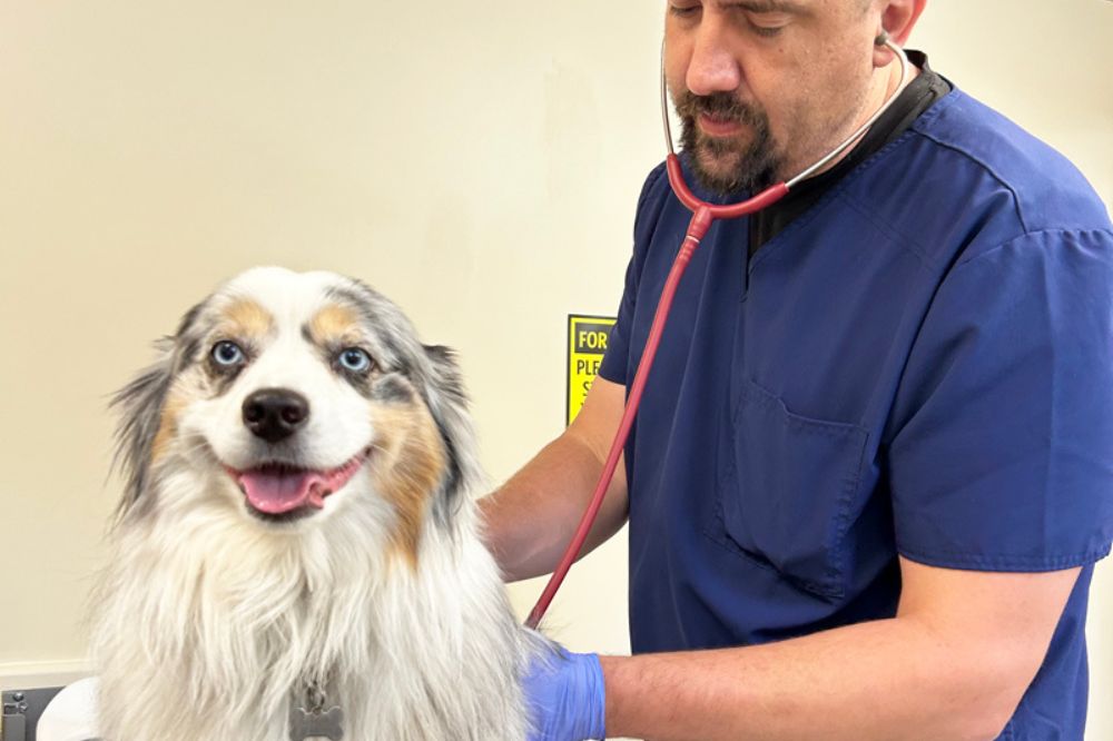A vet examines a dog in a clinic