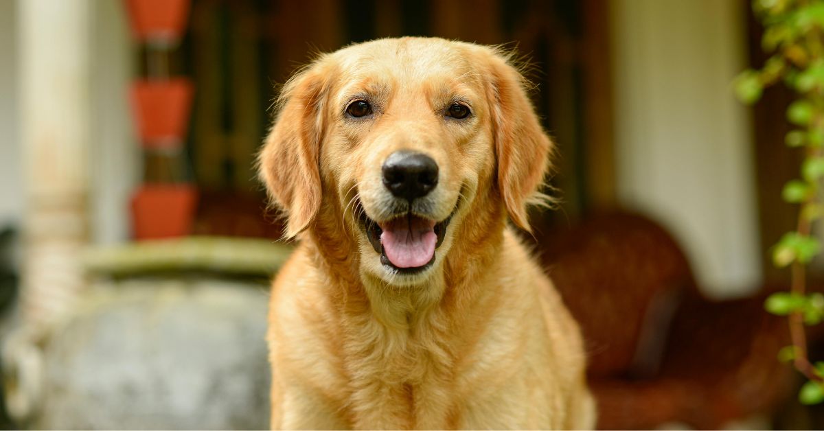 Close-up of a happy dog Close-up of a happy dog