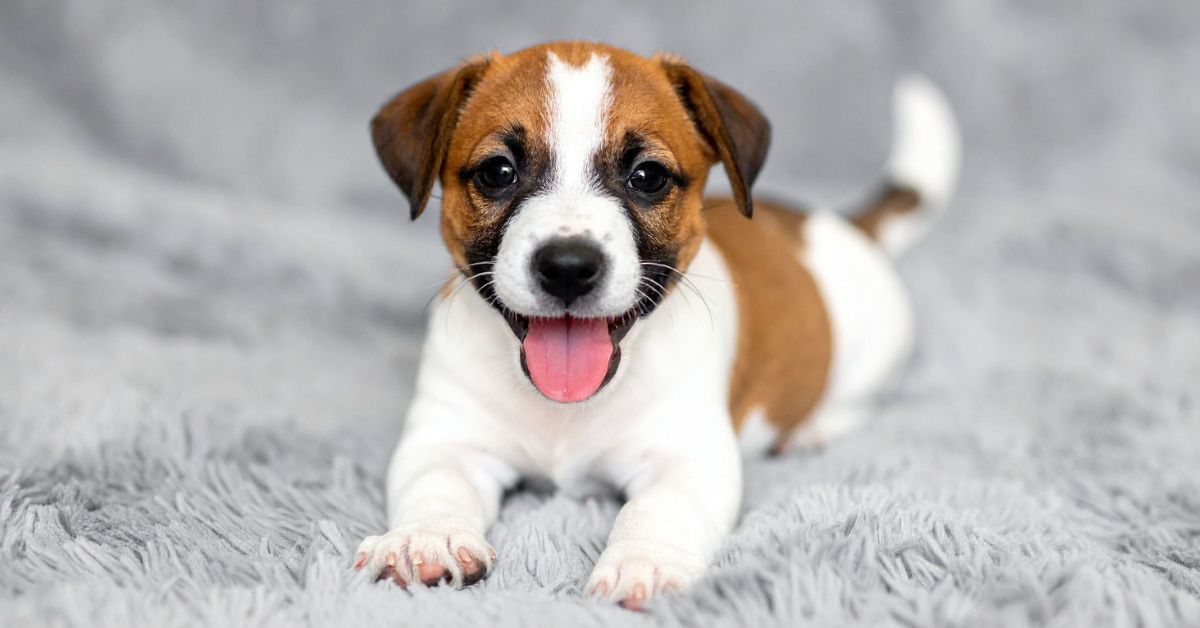 Smiling dog resting indoors